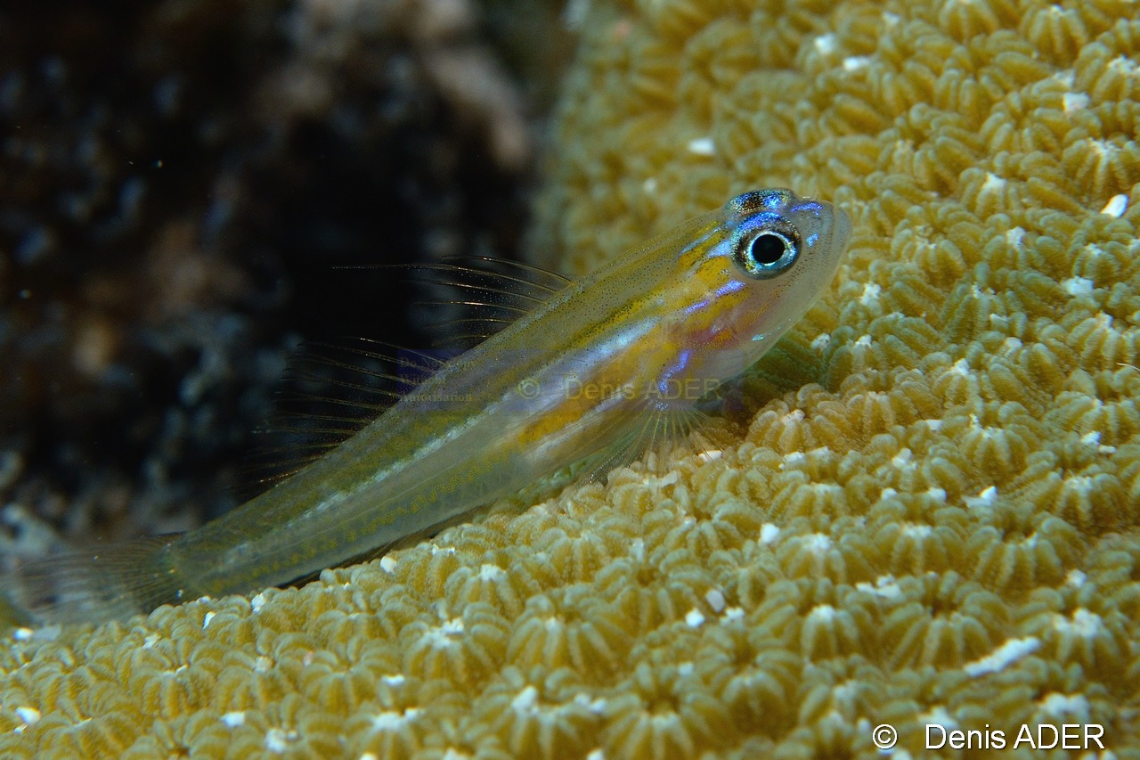 Coryphopterus lipernes gobie a masque bleu-Bonaire Buddy reef-24m-20180219-Denis-ADER-DSC_6895_tn.jpg